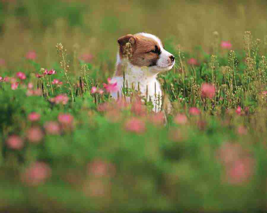 Pretty Animals - Mixa Image Library ></a>
<script language=JavaScript> 
  var txt = 