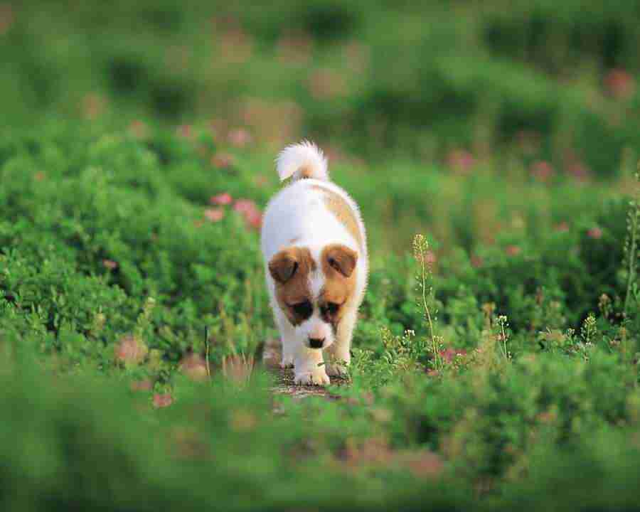 Pretty Animals - Mixa Image Library ></a>
<script language=JavaScript> 
  var txt = 