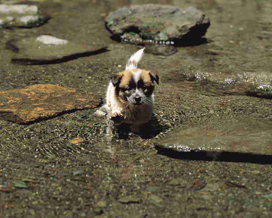 Pretty Animals - Mixa Image Library ></a>
<script language=JavaScript> 
  var txt = 