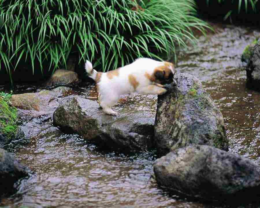 Pretty Animals - Mixa Image Library ></a>
<script language=JavaScript> 
  var txt = 