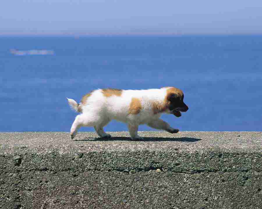 Pretty Animals - Mixa Image Library ></a>
<script language=JavaScript> 
  var txt = 