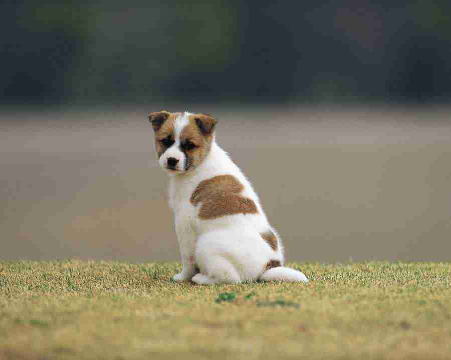 Pretty Animals - Mixa Image Library ></a>
<script language=JavaScript> 
  var txt = 