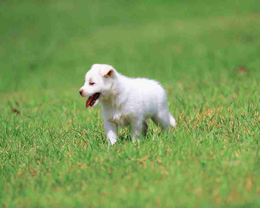 Pretty Animals - Mixa Image Library ></a>
<script language=JavaScript> 
  var txt = 