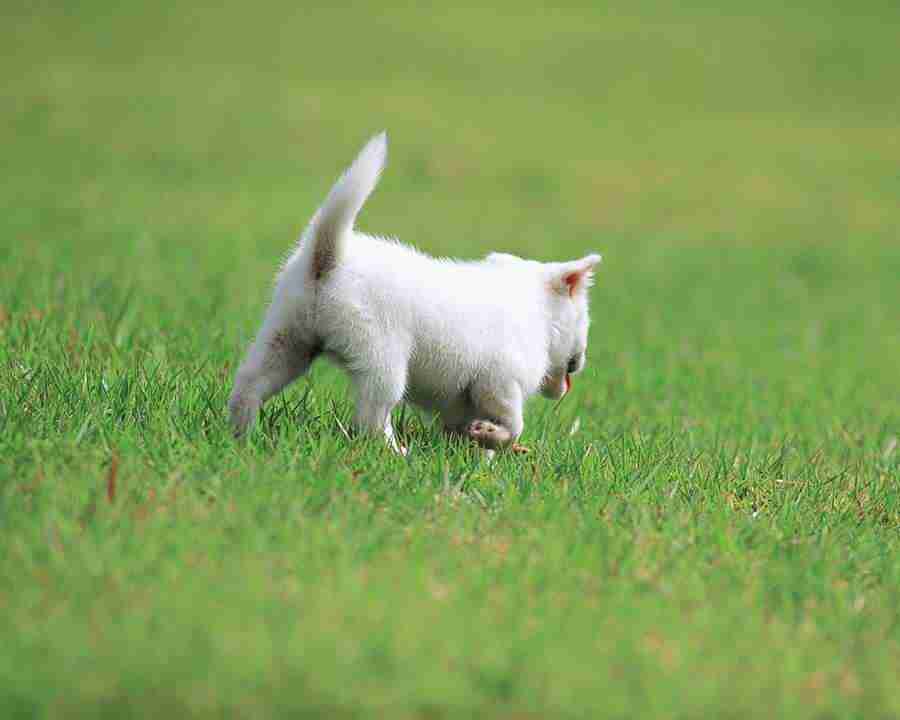 Pretty Animals - Mixa Image Library ></a>
<script language=JavaScript> 
  var txt = 