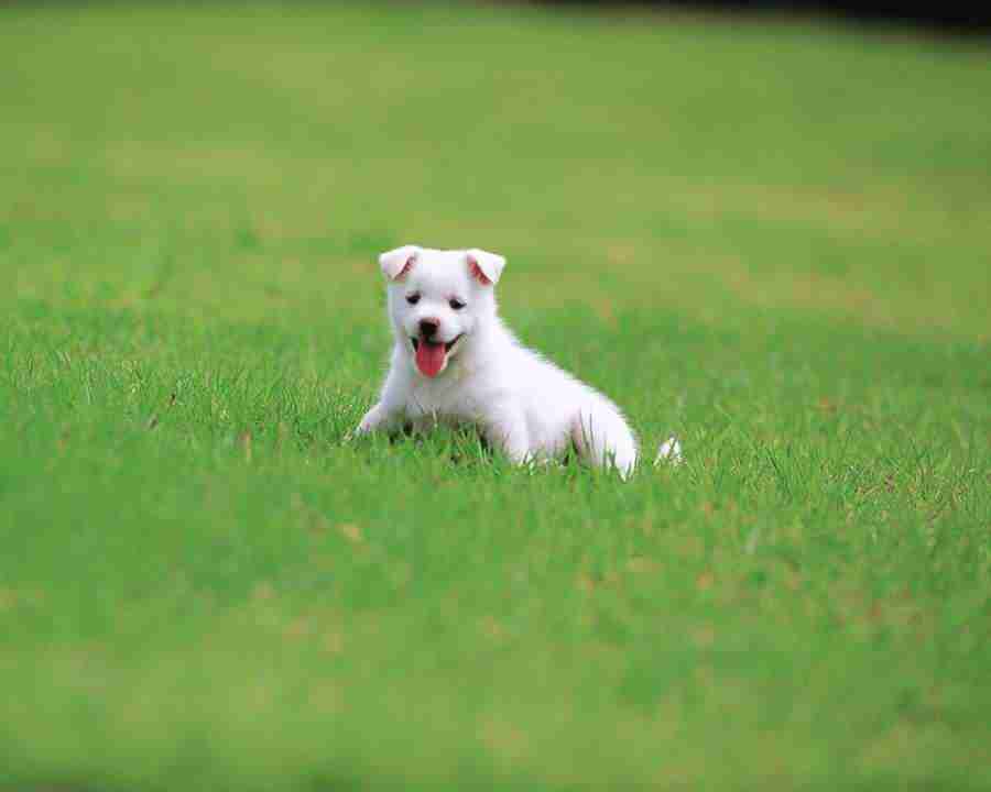 Pretty Animals - Mixa Image Library ></a>
<script language=JavaScript> 
  var txt = 