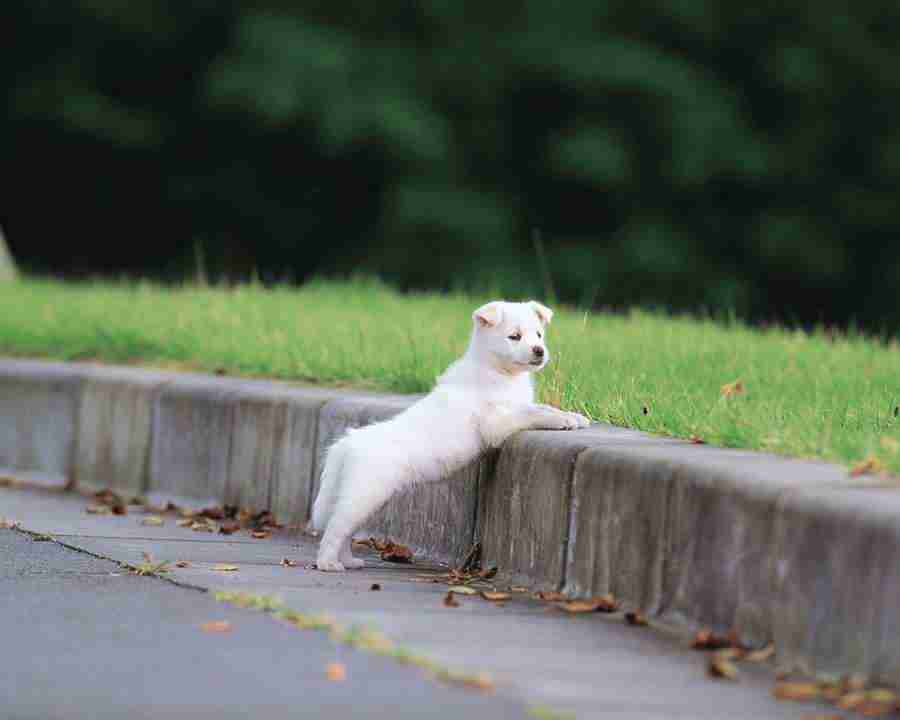 Pretty Animals - Mixa Image Library ></a>
<script language=JavaScript> 
  var txt = 