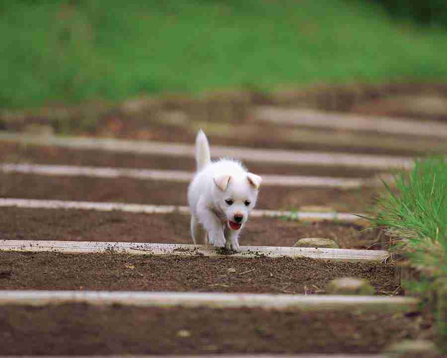 Pretty Animals - Mixa Image Library ></a>
<script language=JavaScript> 
  var txt = 