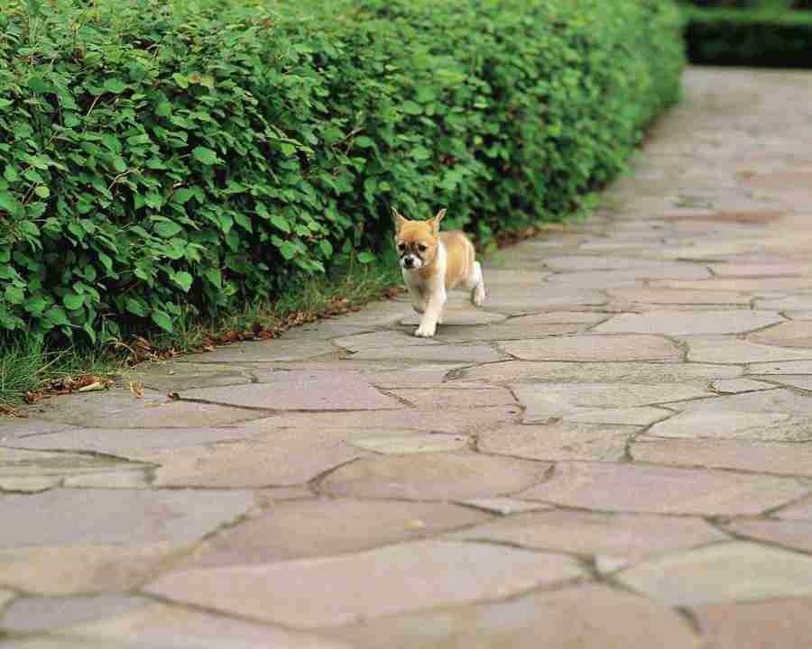 Pretty Animals - Mixa Image Library ></a>
<script language=JavaScript> 
  var txt = 