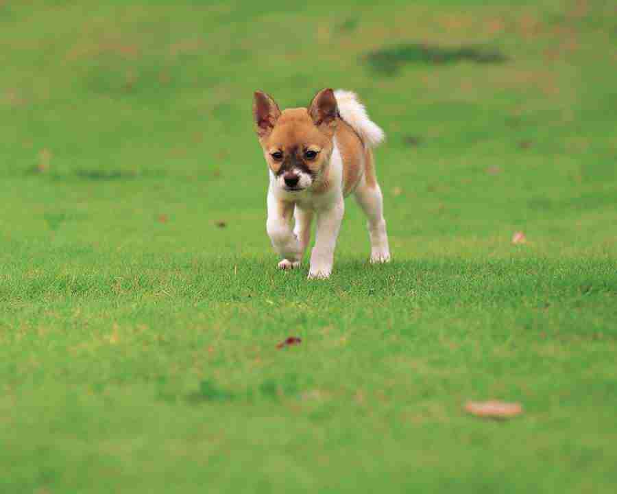 Pretty Animals - Mixa Image Library ></a>
<script language=JavaScript> 
  var txt = 