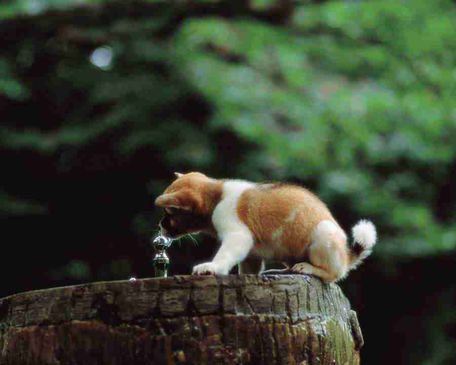 Pretty Animals - Mixa Image Library ></a>
<script language=JavaScript> 
  var txt = 