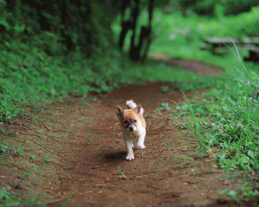 Pretty Animals - Mixa Image Library ></a>
<script language=JavaScript> 
  var txt = 