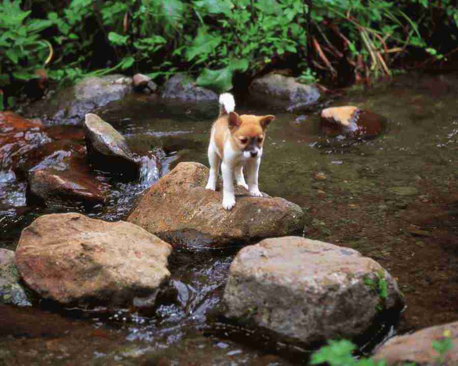 Pretty Animals - Mixa Image Library ></a>
<script language=JavaScript> 
  var txt = 