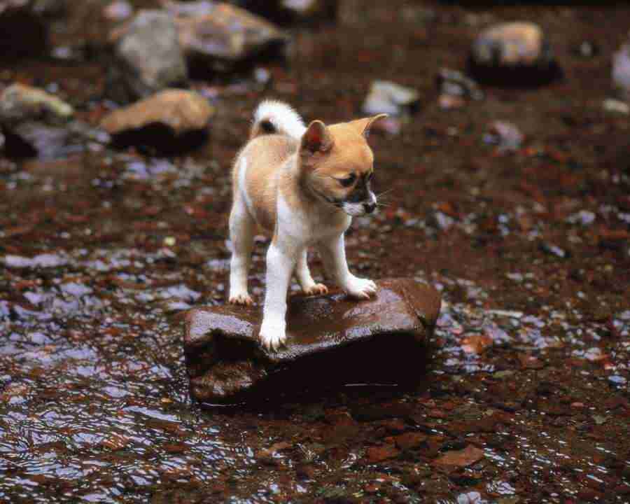 Pretty Animals - Mixa Image Library ></a>
<script language=JavaScript> 
  var txt = 