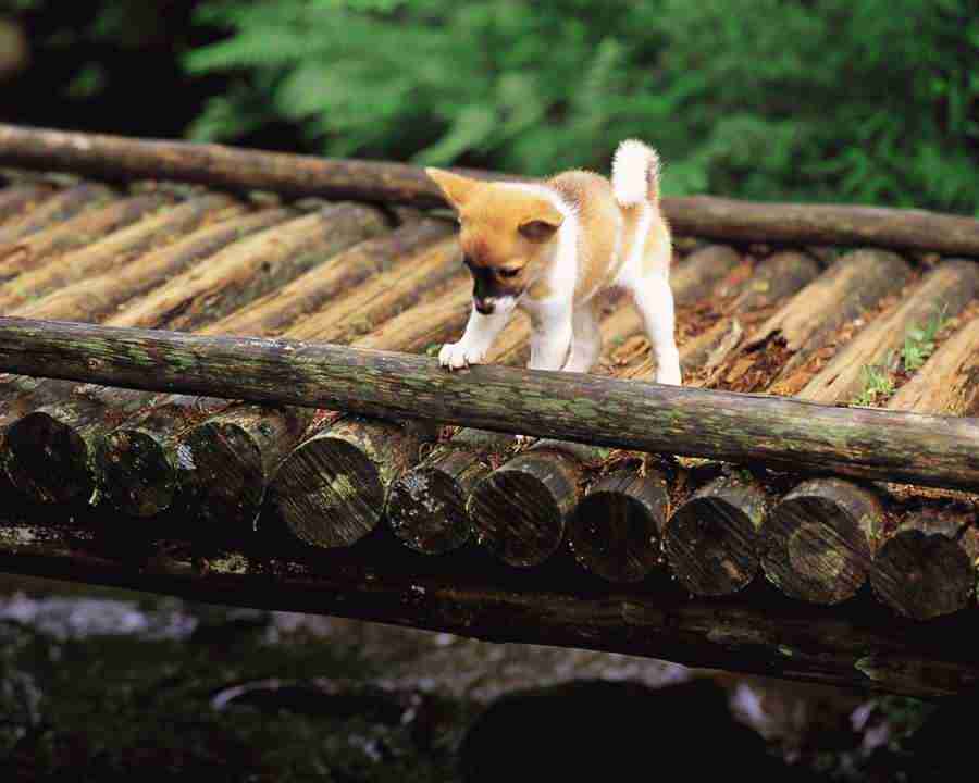 Pretty Animals - Mixa Image Library ></a>
<script language=JavaScript> 
  var txt = 