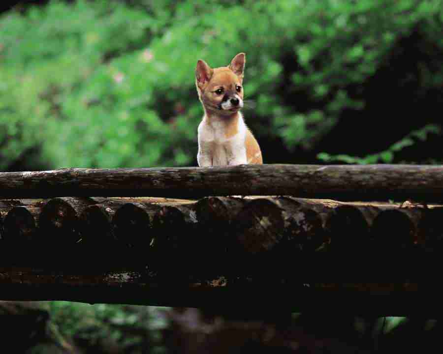 Pretty Animals - Mixa Image Library ></a>
<script language=JavaScript> 
  var txt = 