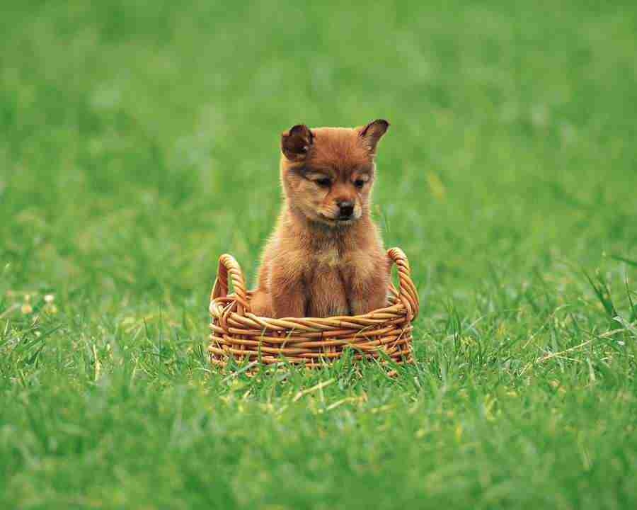 Pretty Animals - Mixa Image Library ></a>
<script language=JavaScript> 
  var txt = 