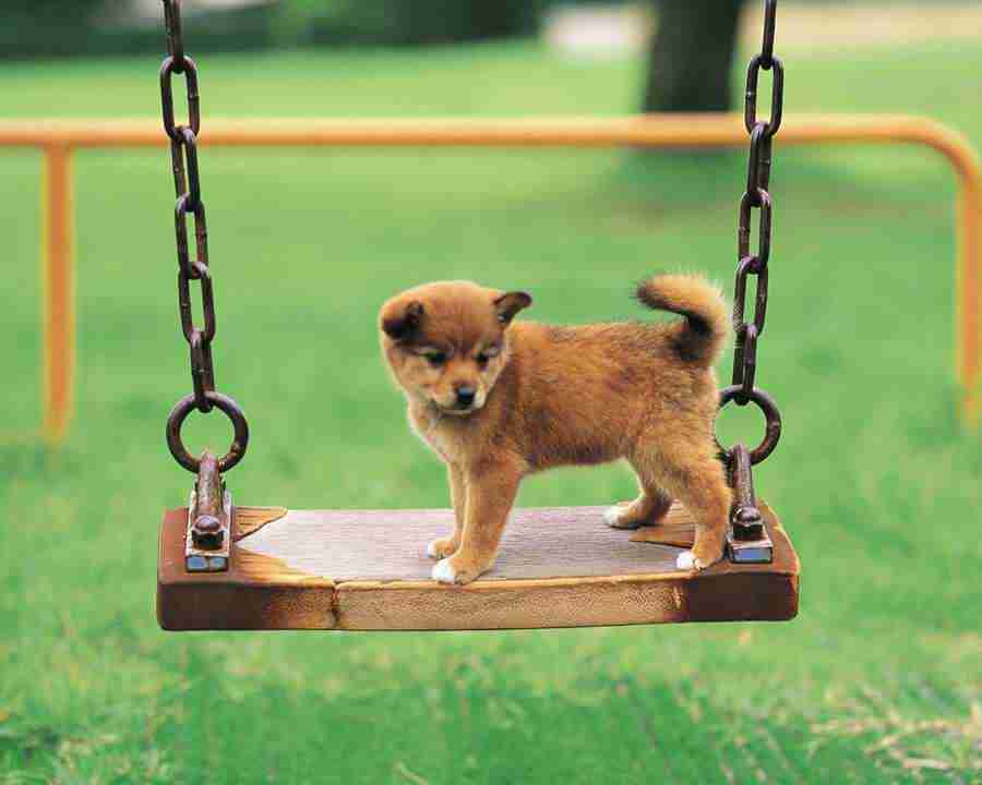 Pretty Animals - Mixa Image Library ></a>
<script language=JavaScript> 
  var txt = 