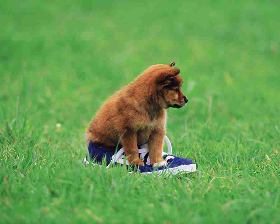 Pretty Animals - Mixa Image Library ></a>
<script language=JavaScript> 
  var txt = 