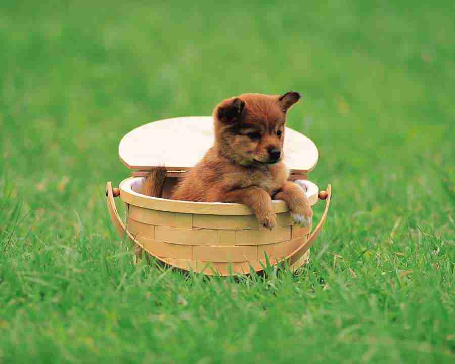 Pretty Animals - Mixa Image Library ></a>
<script language=JavaScript> 
  var txt = 