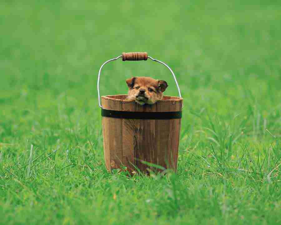 Pretty Animals - Mixa Image Library ></a>
<script language=JavaScript> 
  var txt = 