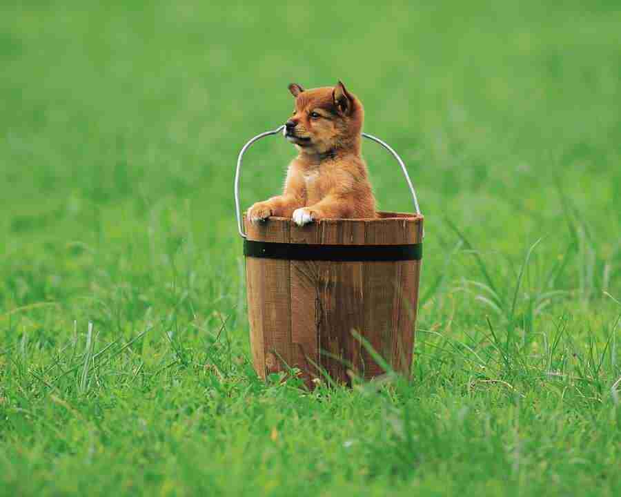 Pretty Animals - Mixa Image Library ></a>
<script language=JavaScript> 
  var txt = 