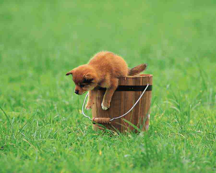 Pretty Animals - Mixa Image Library ></a>
<script language=JavaScript> 
  var txt = 