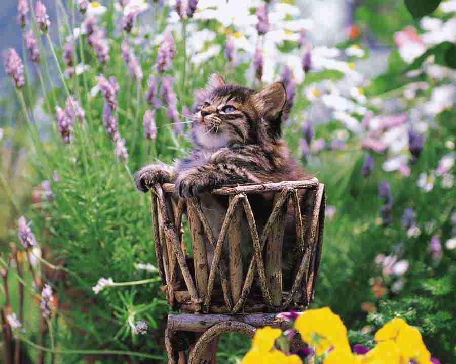 Pretty Animals - Mixa Image Library ></a>
<script language=JavaScript> 
  var txt = 