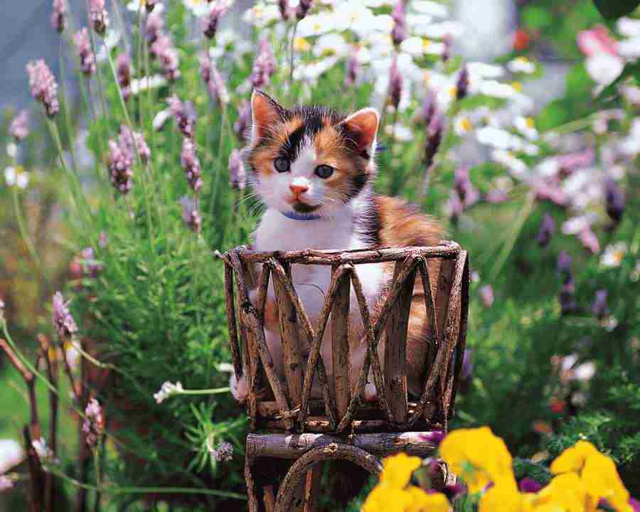 Pretty Animals - Mixa Image Library ></a>
<script language=JavaScript> 
  var txt = 