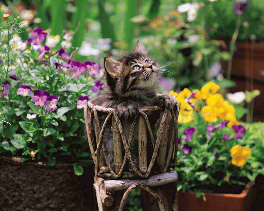 Pretty Animals - Mixa Image Library ></a>
<script language=JavaScript> 
  var txt = 