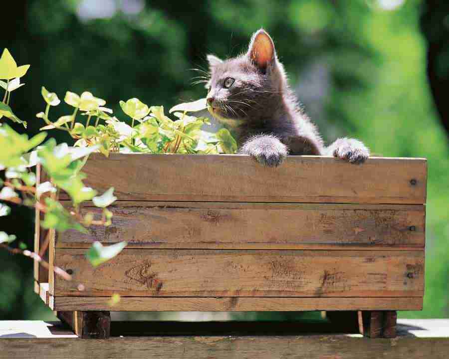 Pretty Animals - Mixa Image Library ></a>
<script language=JavaScript> 
  var txt = 