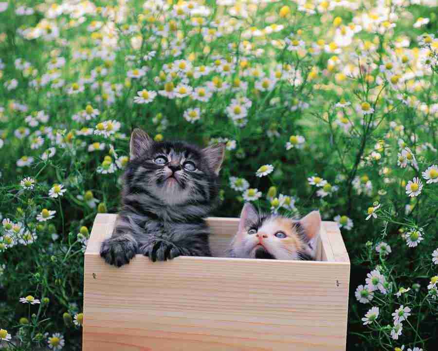 Pretty Animals - Mixa Image Library ></a>
<script language=JavaScript> 
  var txt = 