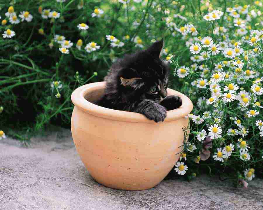 Pretty Animals - Mixa Image Library ></a>
<script language=JavaScript> 
  var txt = 