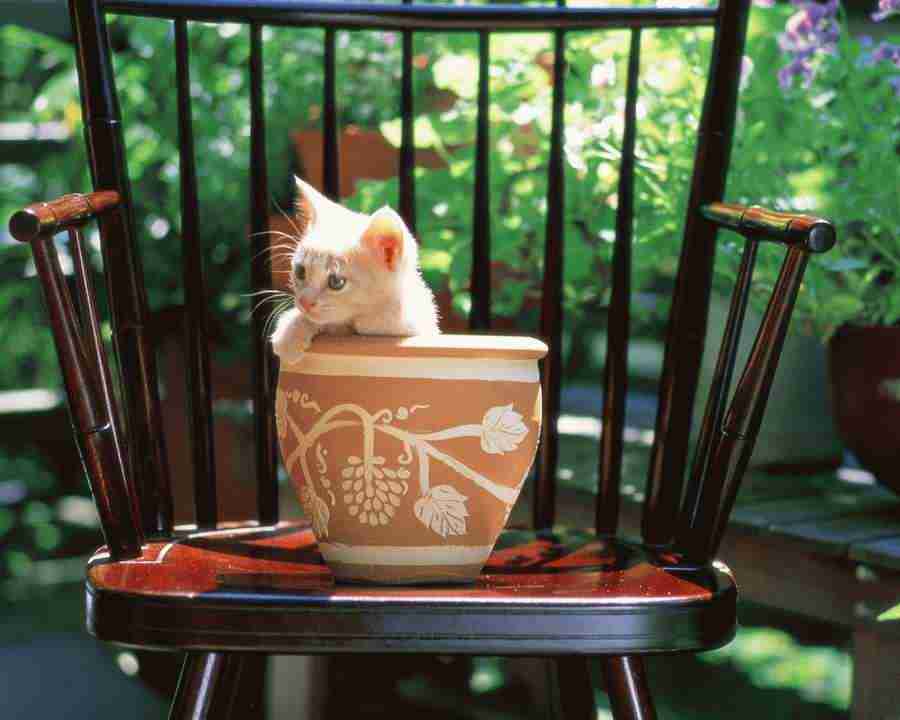 Pretty Animals - Mixa Image Library ></a>
<script language=JavaScript> 
  var txt = 