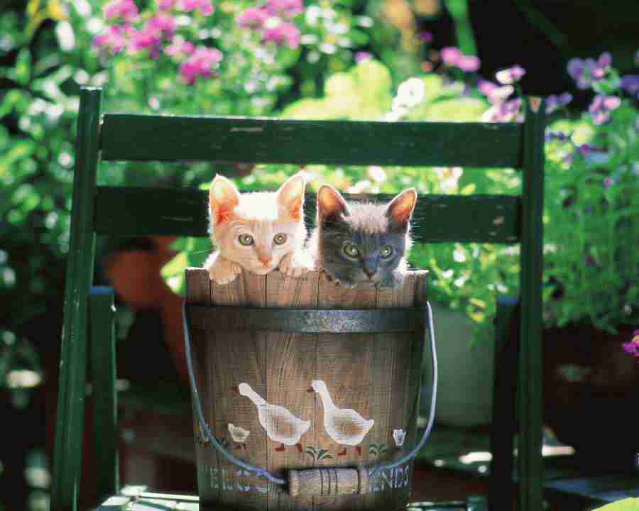 Pretty Animals - Mixa Image Library ></a>
<script language=JavaScript> 
  var txt = 