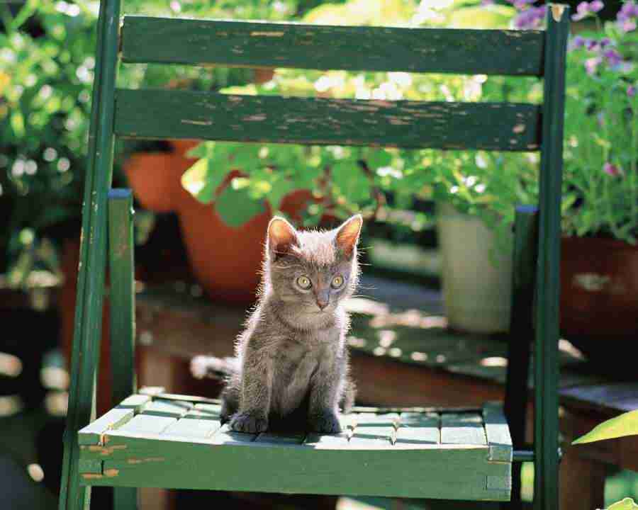 Pretty Animals - Mixa Image Library ></a>
<script language=JavaScript> 
  var txt = 