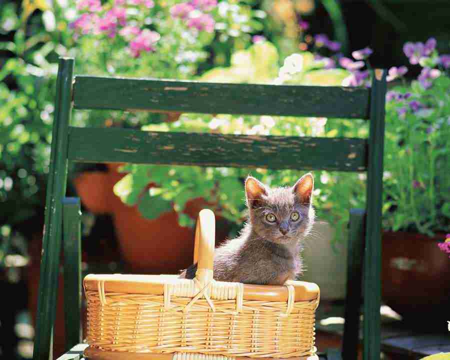 Pretty Animals - Mixa Image Library ></a>
<script language=JavaScript> 
  var txt = 