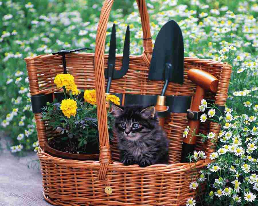 Pretty Animals - Mixa Image Library ></a>
<script language=JavaScript> 
  var txt = 