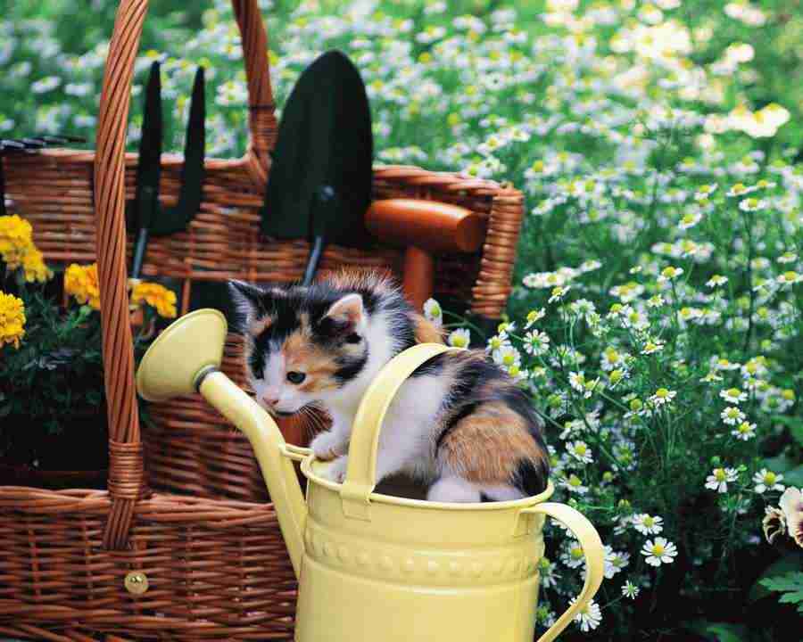 Pretty Animals - Mixa Image Library ></a>
<script language=JavaScript> 
  var txt = 