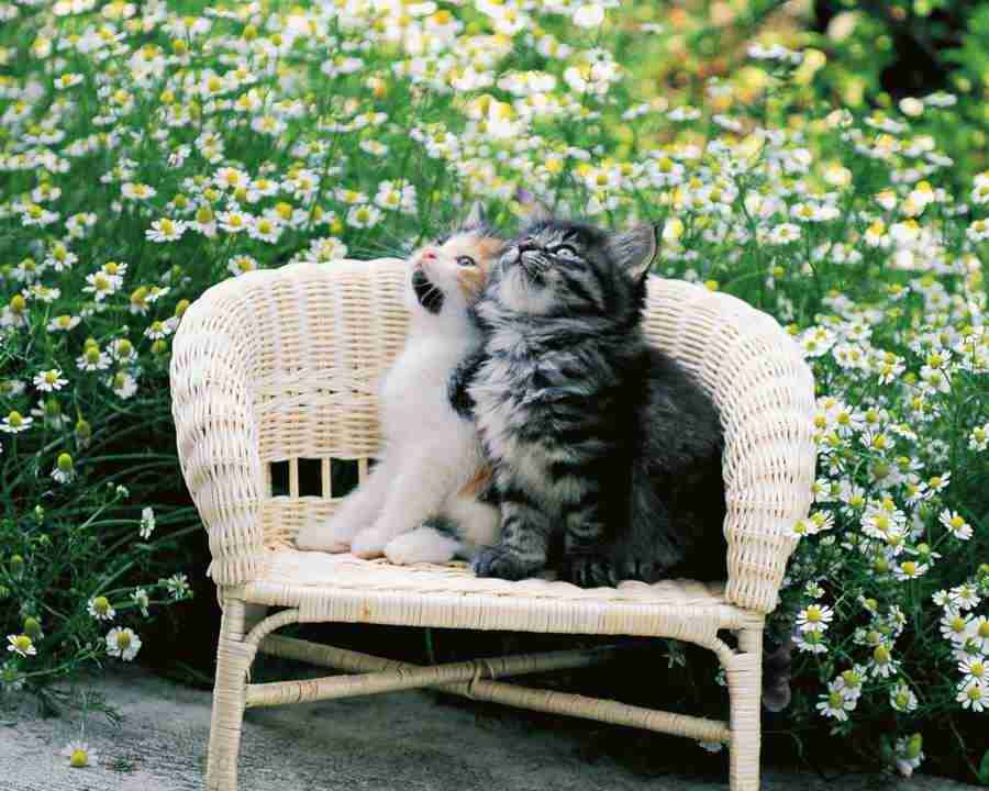 Pretty Animals - Mixa Image Library ></a>
<script language=JavaScript> 
  var txt = 