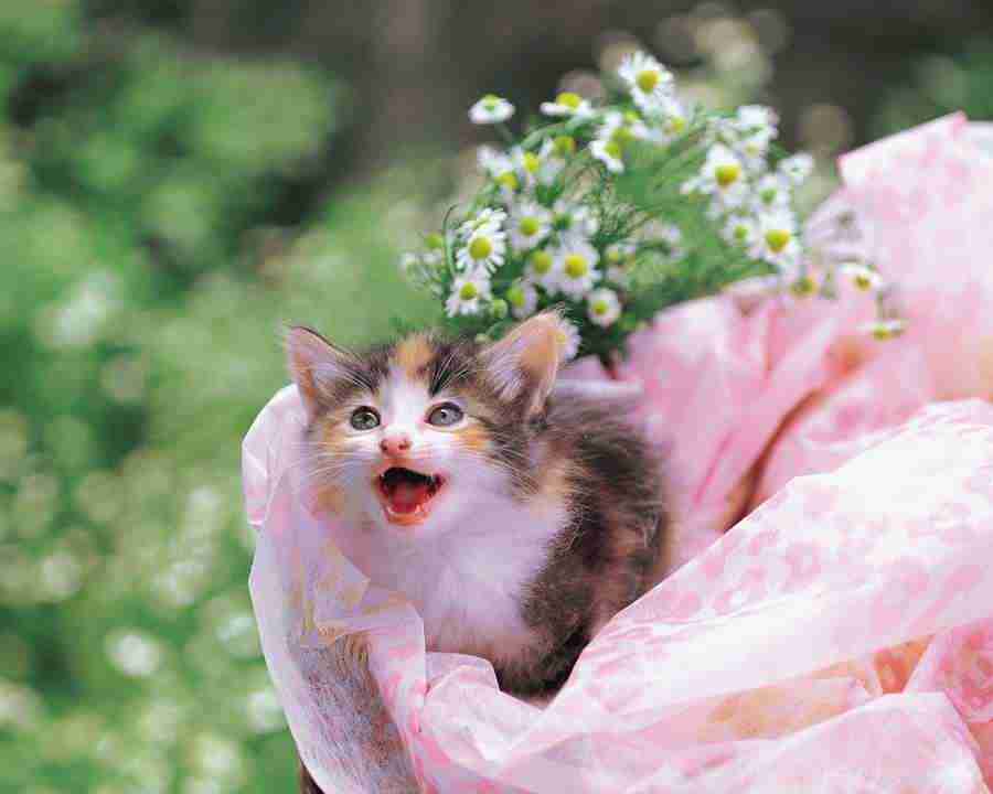 Pretty Animals - Mixa Image Library ></a>
<script language=JavaScript> 
  var txt = 