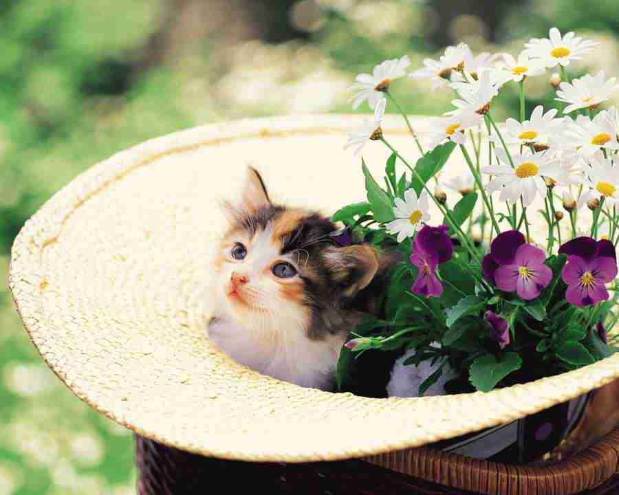 Pretty Animals - Mixa Image Library ></a>
<script language=JavaScript> 
  var txt = 