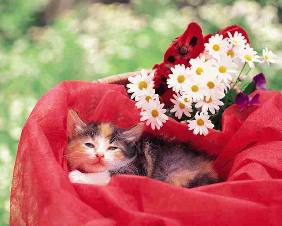 Pretty Animals - Mixa Image Library ></a>
<script language=JavaScript> 
  var txt = 