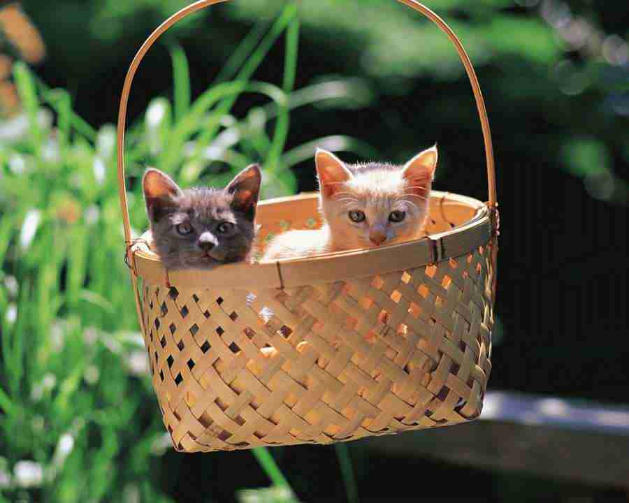 Pretty Animals - Mixa Image Library ></a>
<script language=JavaScript> 
  var txt = 