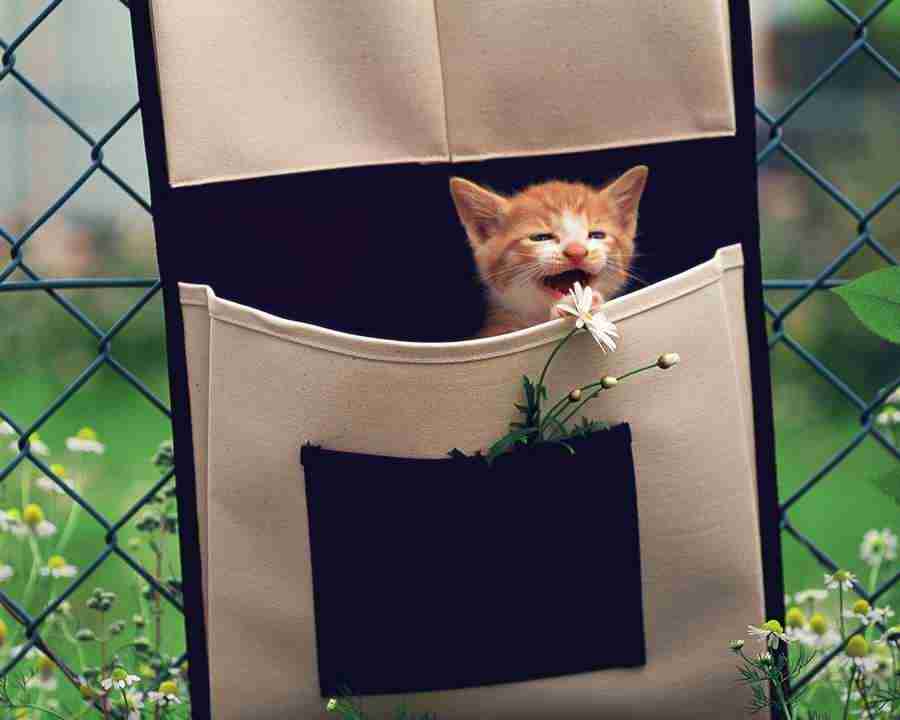 Pretty Animals - Mixa Image Library ></a>
<script language=JavaScript> 
  var txt = 