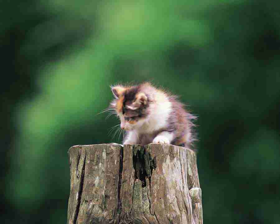 Pretty Animals - Mixa Image Library ></a>
<script language=JavaScript> 
  var txt = 