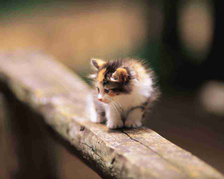 Pretty Animals - Mixa Image Library ></a>
<script language=JavaScript> 
  var txt = 