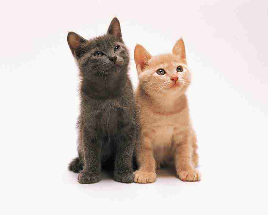 Pretty Animals - Mixa Image Library ></a>
<script language=JavaScript> 
  var txt = 