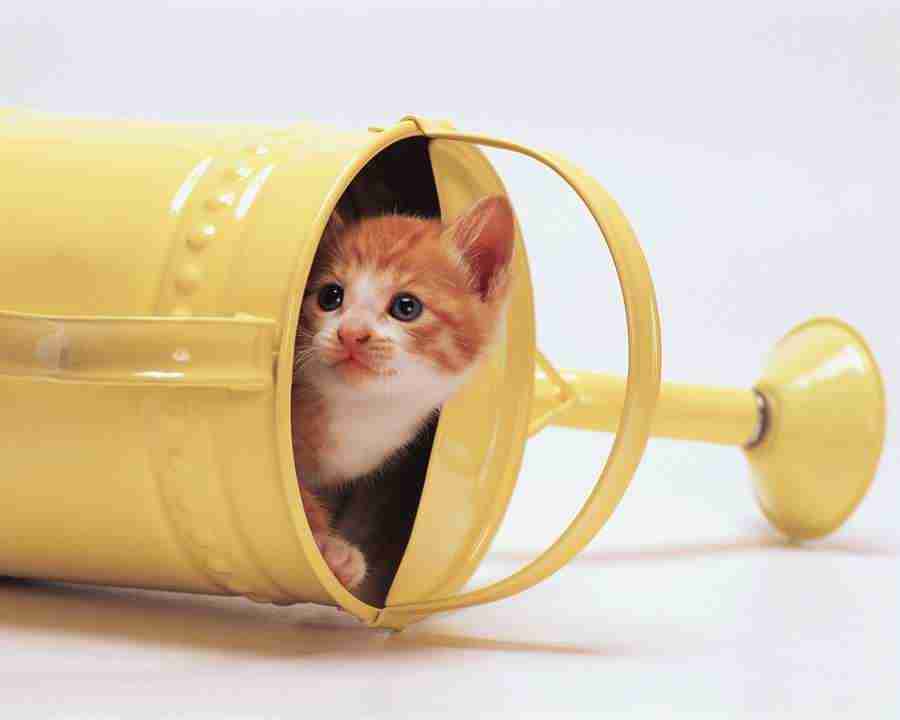 Pretty Animals - Mixa Image Library ></a>
<script language=JavaScript> 
  var txt = 