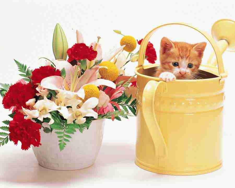 Pretty Animals - Mixa Image Library ></a>
<script language=JavaScript> 
  var txt = 