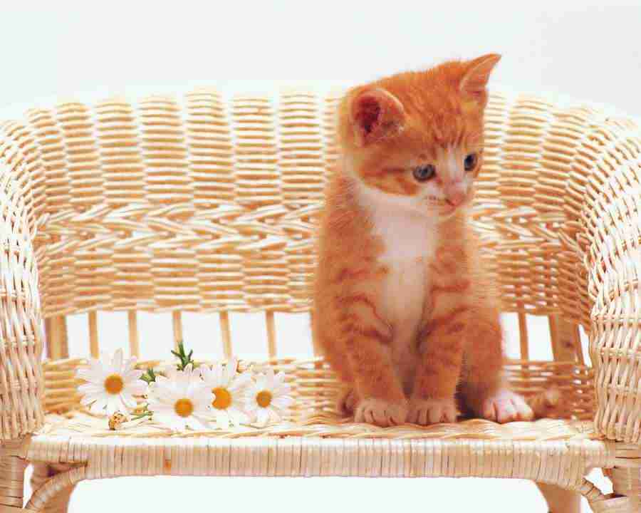 Pretty Animals - Mixa Image Library ></a>
<script language=JavaScript> 
  var txt = 